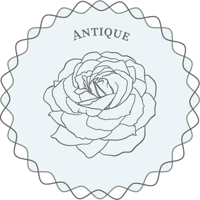 Antique Roses | Milberger's Landscaping & Nursery