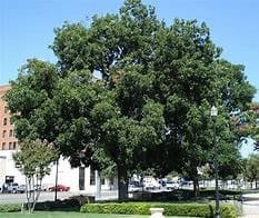 Pecan tree